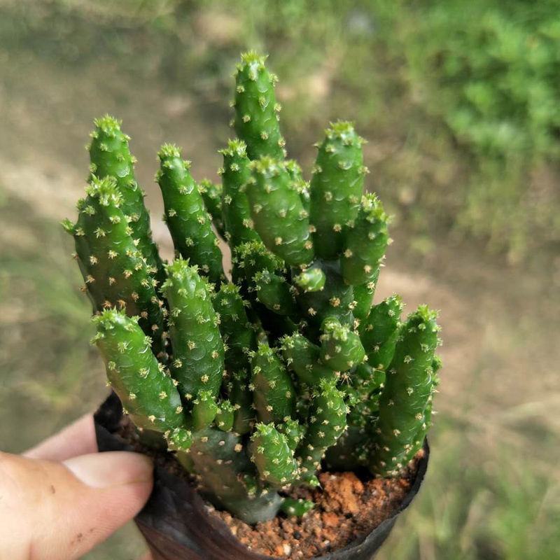 招财手多肉室内盆栽防辐射植物仙人掌仙人球绿植