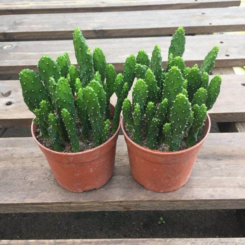 招财手多肉室内盆栽防辐射植物仙人掌仙人球绿植