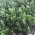 招财手多肉室内盆栽防辐射植物仙人掌仙人球绿植