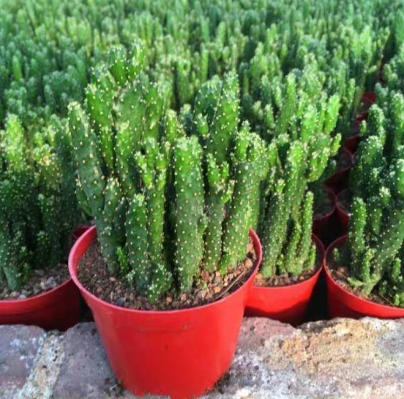 招财手多肉室内盆栽防辐射植物仙人掌仙人球绿植