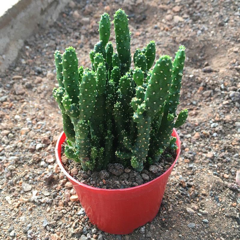 招财手多肉室内盆栽防辐射植物仙人掌仙人球绿植