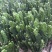 招财手多肉室内盆栽防辐射植物仙人掌仙人球绿植