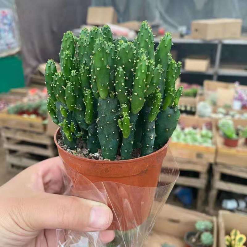 招财手多肉室内盆栽防辐射植物仙人掌仙人球绿植