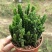 招财手多肉室内盆栽防辐射植物仙人掌仙人球绿植