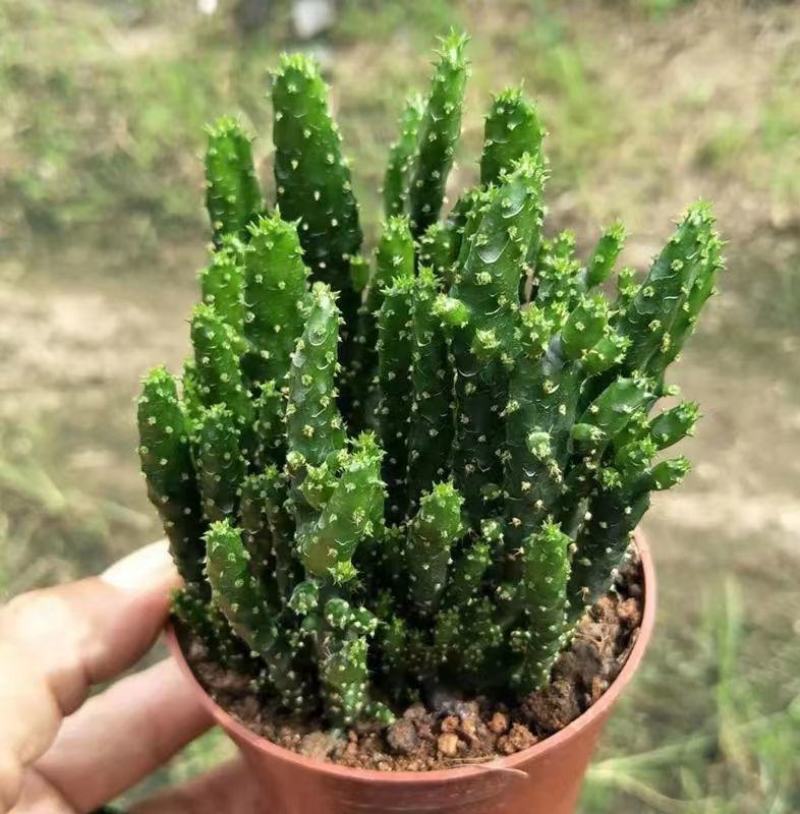 招财手多肉室内盆栽防辐射植物仙人掌仙人球绿植
