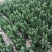 招财手多肉室内盆栽防辐射植物仙人掌仙人球绿植