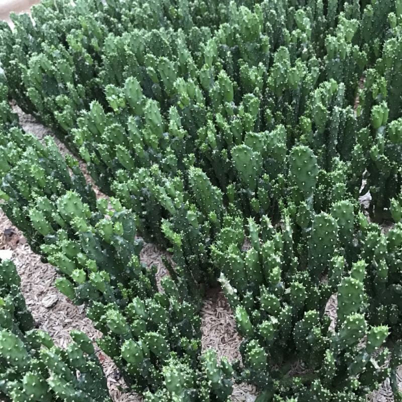 招财手多肉室内盆栽防辐射植物仙人掌仙人球绿植