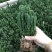 招财手多肉室内盆栽防辐射植物仙人掌仙人球绿植