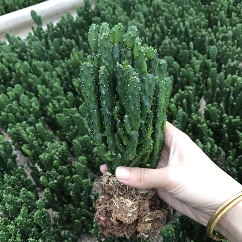招财手多肉室内盆栽防辐射植物仙人掌仙人球绿植
