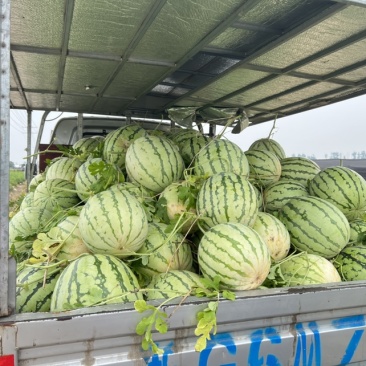 老陈家露天西瓜开卖了