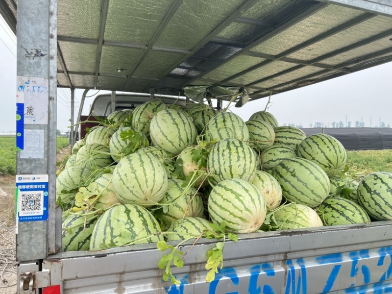 老陈家露天西瓜开卖了