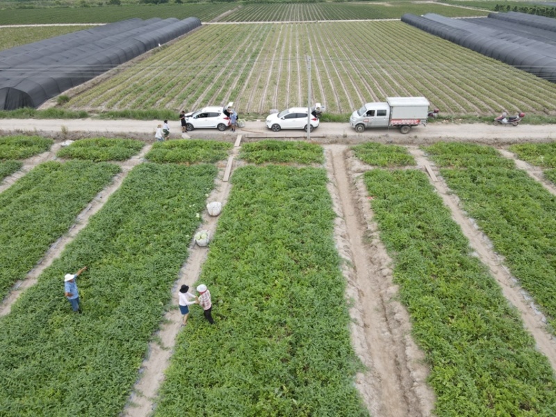 老陈家露天西瓜开卖了