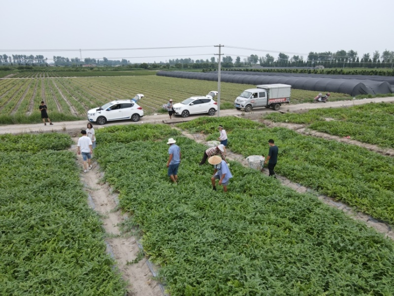 老陈家露天西瓜开卖了