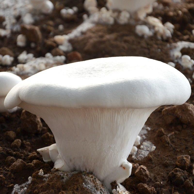 白灵菇菇婆婆农户自种白灵菇鲜白菇一手货源批发零售野生菌