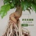 提根幸福树花卉平安树老桩盆栽室内盆栽盆景吸甲醛净化空气绿
