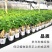 提根幸福树花卉平安树老桩盆栽室内盆栽盆景吸甲醛净化空气绿