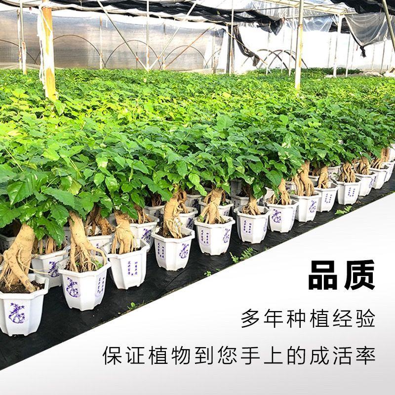 提根幸福树花卉平安树老桩盆栽室内盆栽盆景吸甲醛净化空气绿