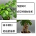 提根幸福树花卉平安树老桩盆栽室内盆栽盆景吸甲醛净化空气绿