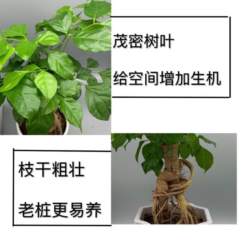 提根幸福树花卉平安树老桩盆栽室内盆栽盆景吸甲醛净化空气绿