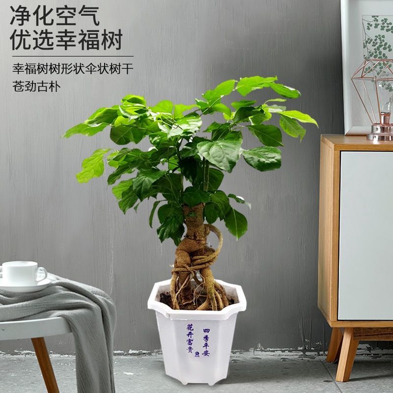 提根幸福树花卉平安树老桩盆栽室内盆栽盆景吸甲醛净化空气绿