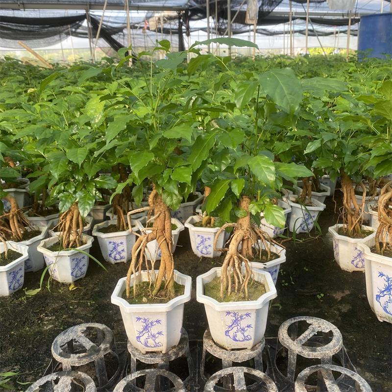 提根幸福树花卉平安树老桩盆栽室内盆栽盆景吸甲醛净化空气绿