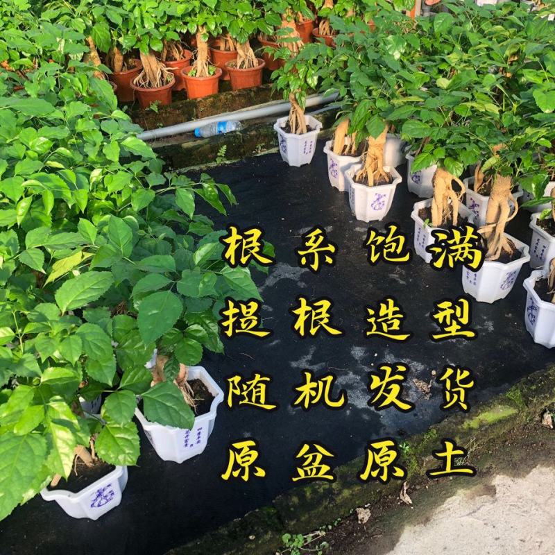 提根幸福树花卉平安树老桩盆栽室内盆栽盆景吸甲醛净化空气绿