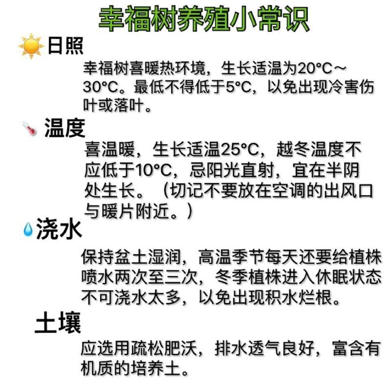 提根幸福树花卉平安树老桩盆栽室内盆栽盆景吸甲醛净化空气绿
