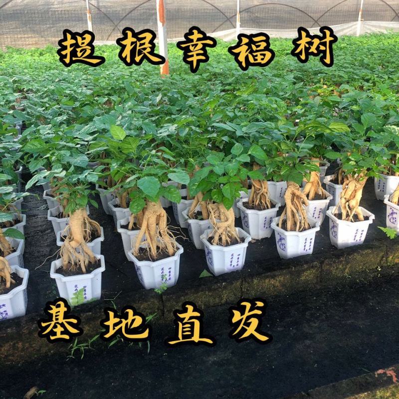 提根幸福树花卉平安树老桩盆栽室内盆栽盆景吸甲醛净化空气绿