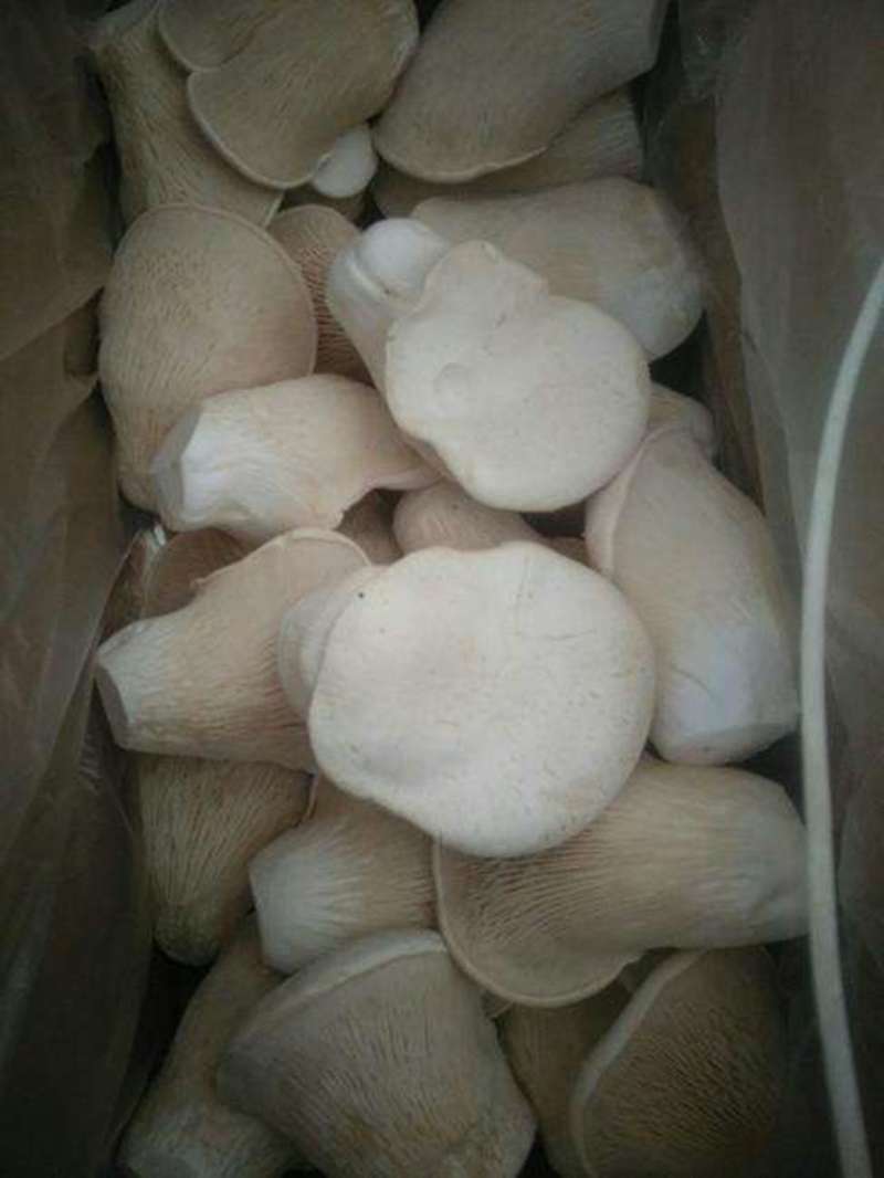 白灵菇菇婆婆农户自种白灵菇鲜白菇一手货源批发零售野生菌