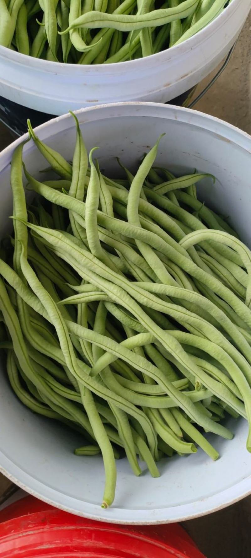 四季豆，，架豆