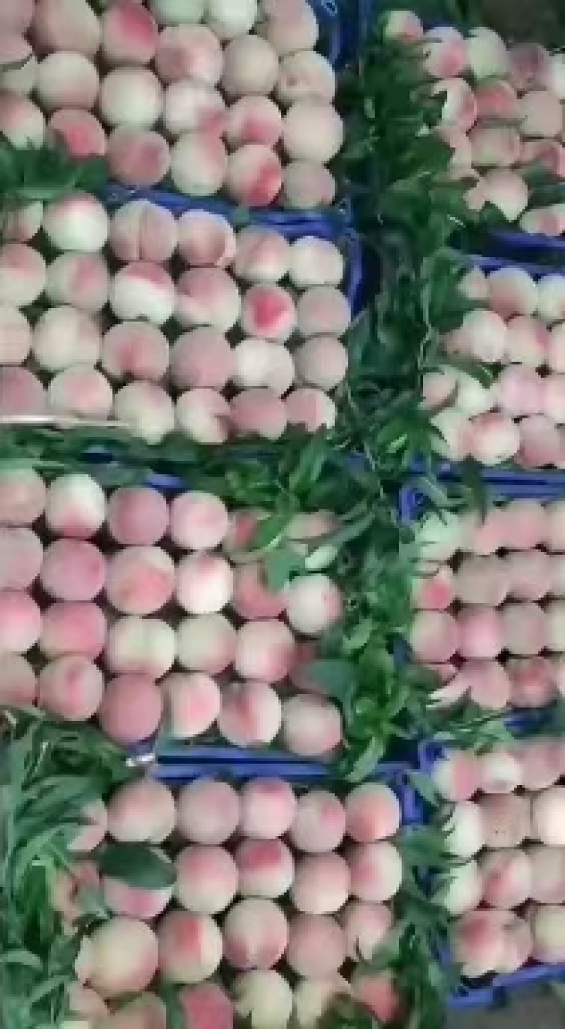 广宗县纯沙土地桃，含糖量高，口感好