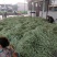 小金豆。白无丝。大量有货