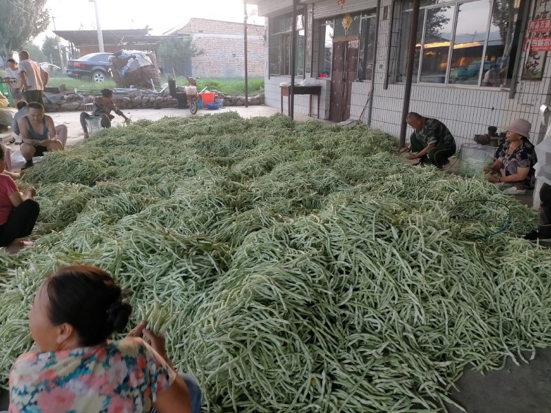 小金豆。白无丝。大量有货