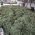 小金豆。白无丝。大量有货