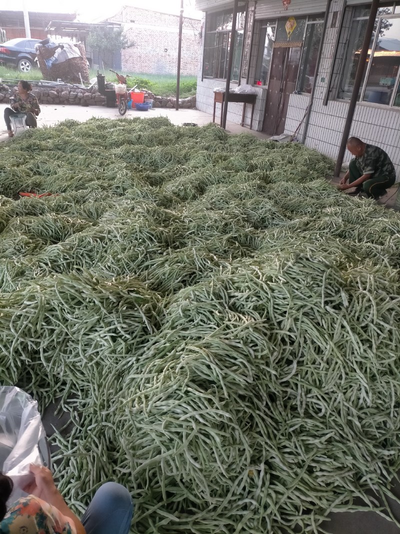 小金豆。白无丝。大量有货