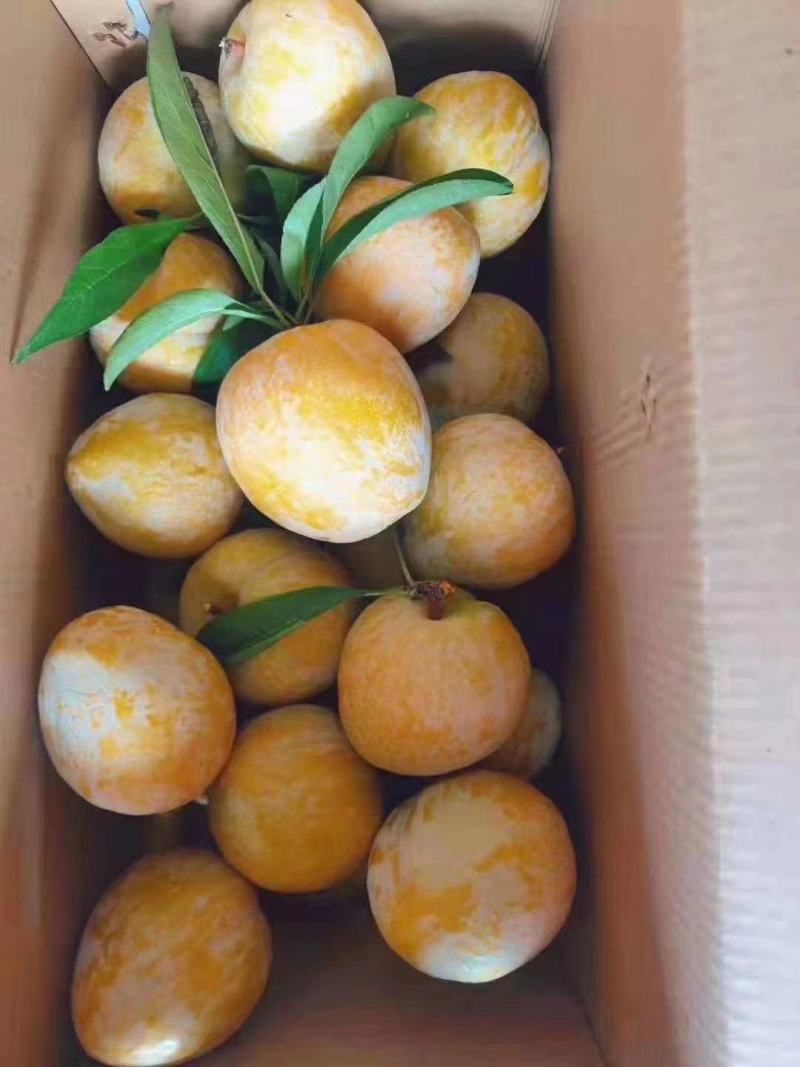 炎陵奈李，自有基地，可代办，一件代发，欢迎平台对接
