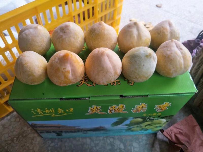 炎陵奈李，自有基地，可代办，一件代发，欢迎平台对接