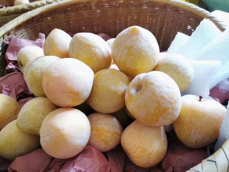 炎陵奈李，自有基地，可代办，一件代发，欢迎平台对接