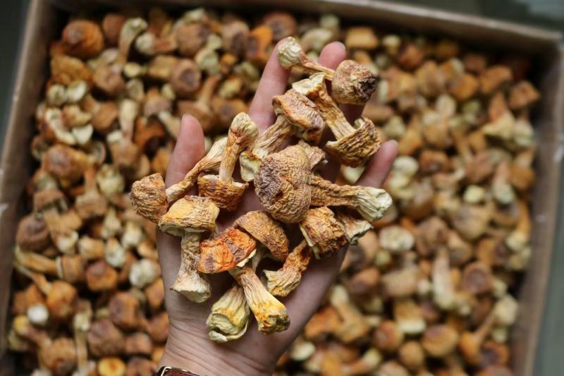 广州人B厂姬松茸