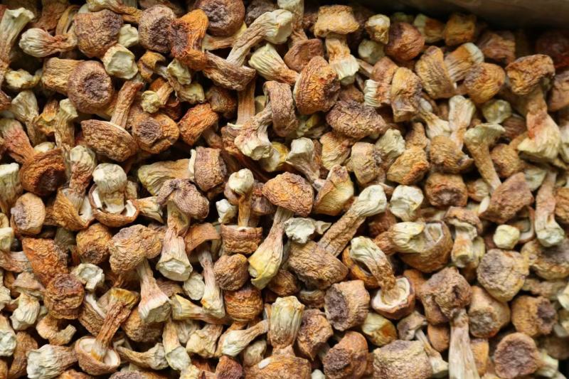 广州人B厂姬松茸