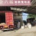 西瓜