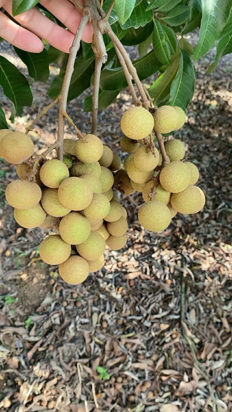龙眼