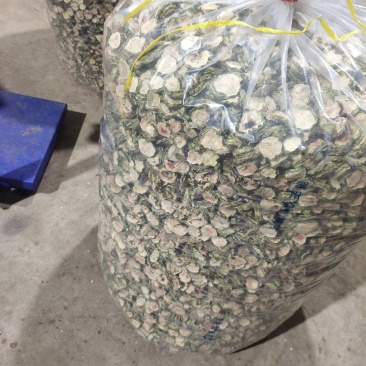 畅销产品桂林苦瓜片