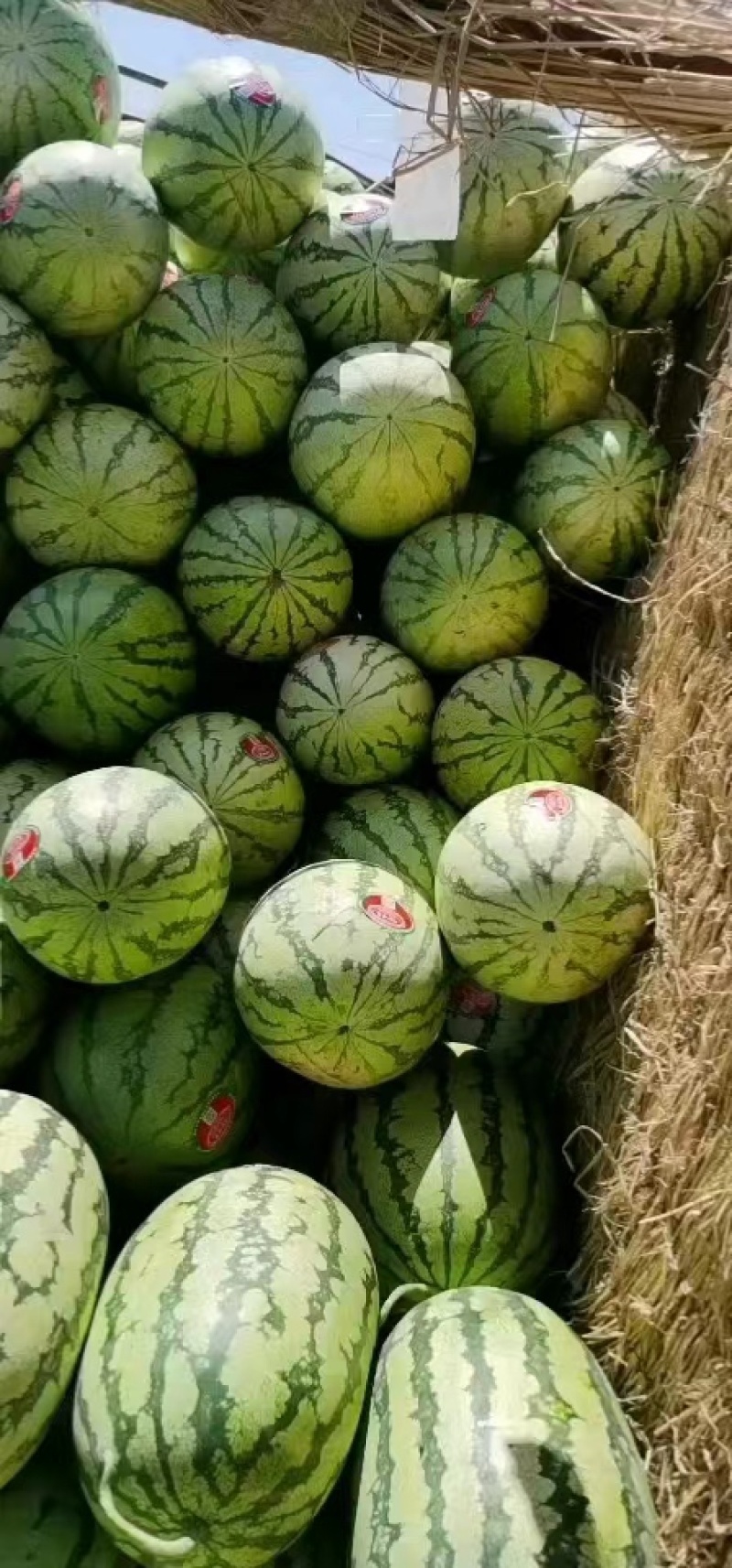 【爆款推荐】甘肃硒砂瓜金花金城产地直供代发全国