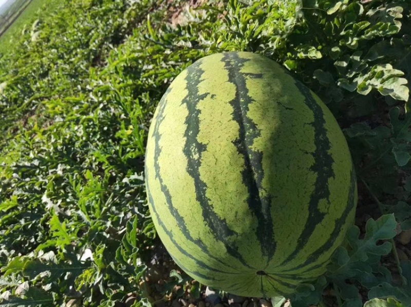 【爆款推荐】甘肃硒砂瓜金花金城产地直供代发全国