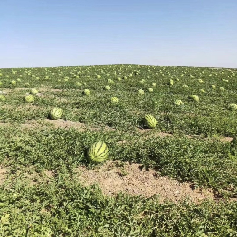【爆款推荐】甘肃硒砂瓜金花金城产地直供代发全国