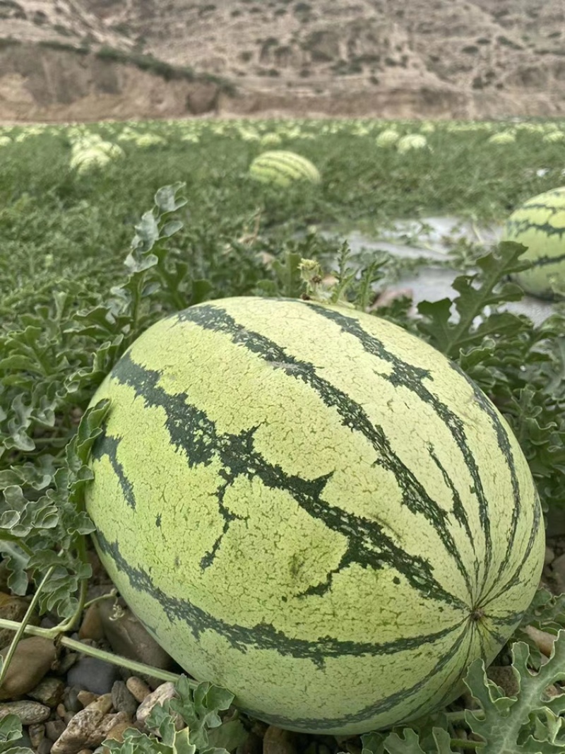 【爆款推荐】甘肃硒砂瓜金花金城产地直供代发全国