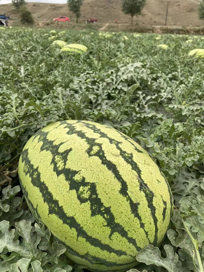 【爆款推荐】甘肃硒砂瓜金花金城产地直供代发全国