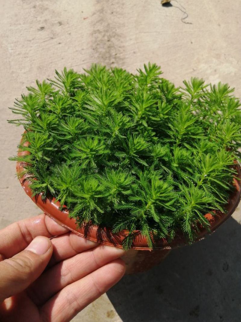 狐尾藻羽毛草浮草净化水质河道鱼池污水治理水培漂浮耐热水生