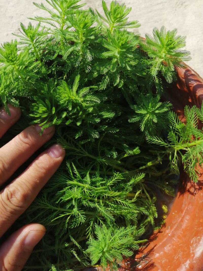 狐尾藻羽毛草浮草净化水质河道鱼池污水治理水培漂浮耐热水生